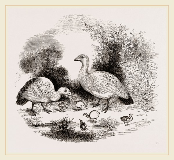Cereopsis Geese and Young