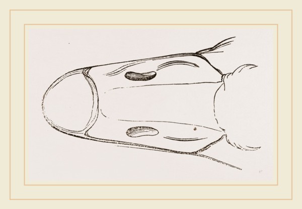 Bill of Cereopsis Goose