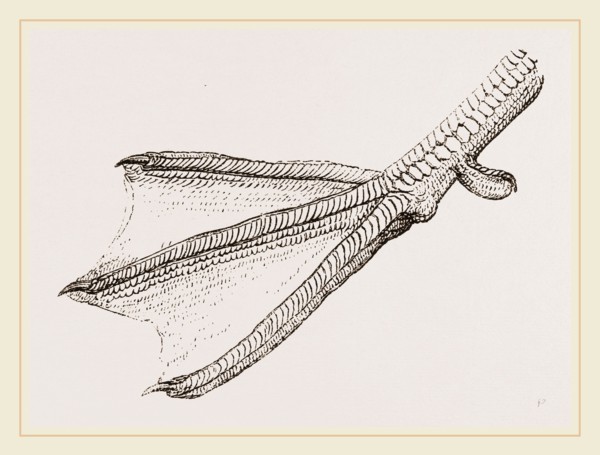 Foot of Merganser