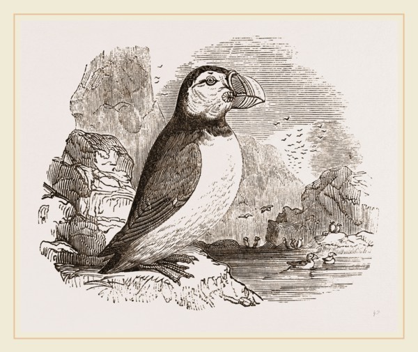 Puffin