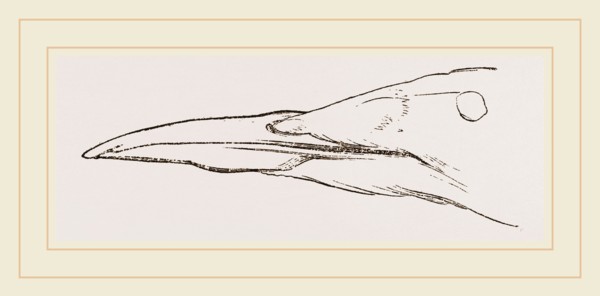 Bill of Guillemot