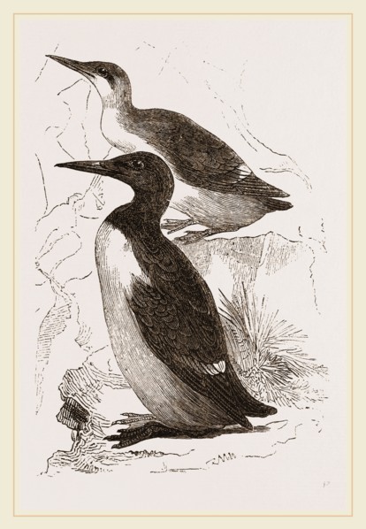 Foolish Guillemots