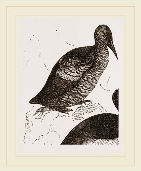 Black Guillemot