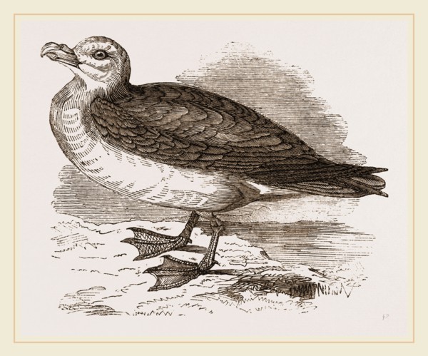 Fulmar Petrel