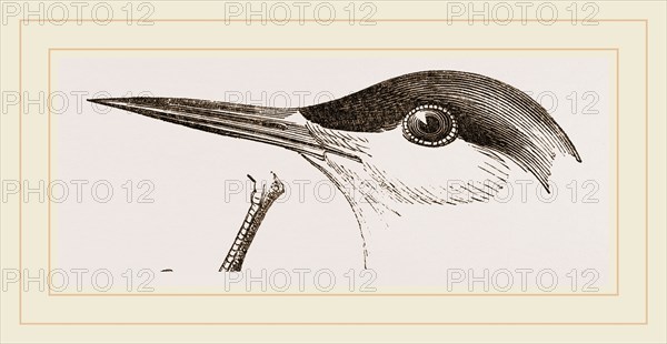 Head of Tern