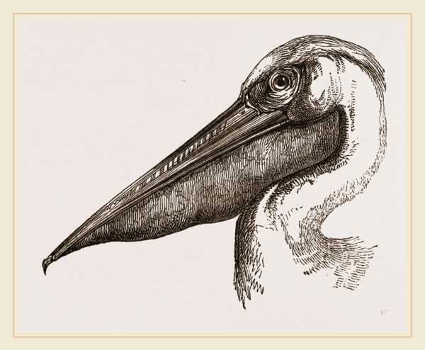 Head of Pelican