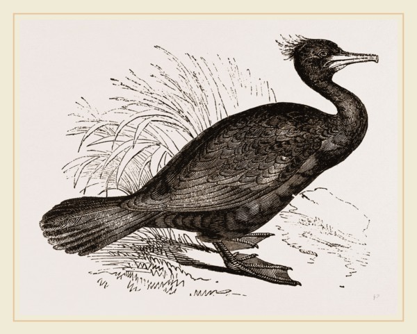 Crested Cormorant
