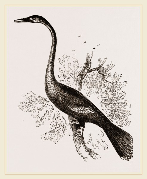 American Darter Female
