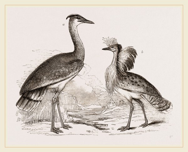 Kori Bustard and Houbara