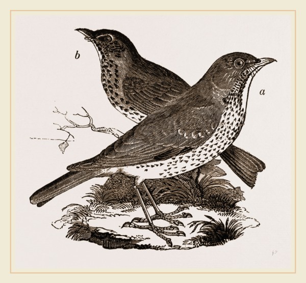 Fieldfare and Song-Thrush