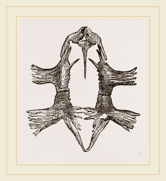 Sternum of Loggerhead Turtle