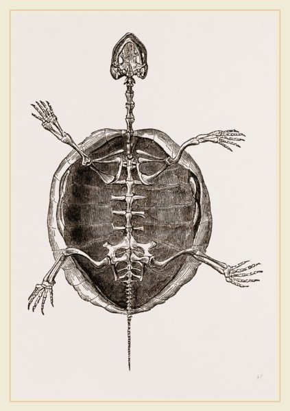 Skeleton of Marsh Tortoise