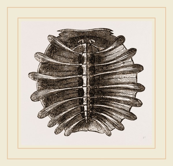 Carapace of River Tortoise