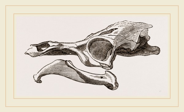 Skull of Matamata