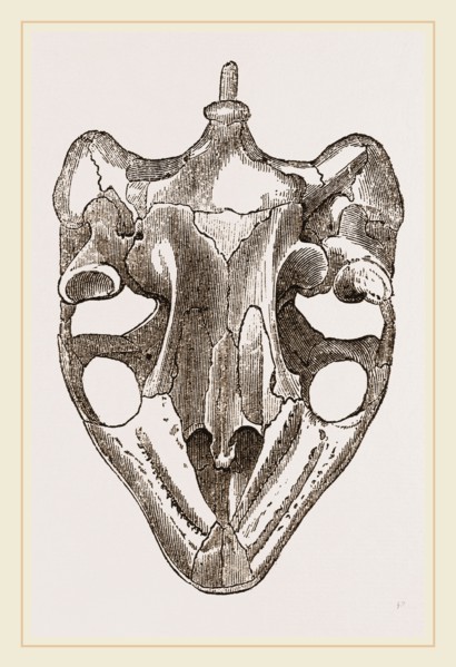 Skull of Indian Tortoise from below