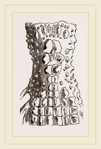 Cervical Plates of Spectacled Caiman
