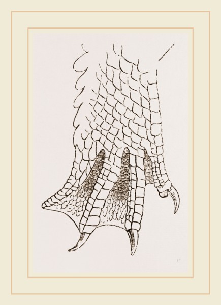 Hind-Leg of Crocodile
