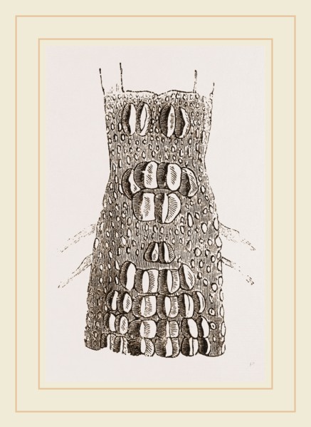 Cervical Plates of Crocodile