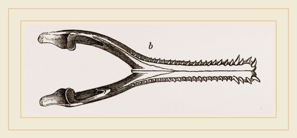 Head of Gavial
