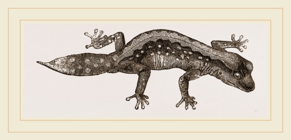 Banded Gecko