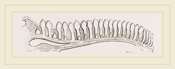 Lower Jaw of Iguana