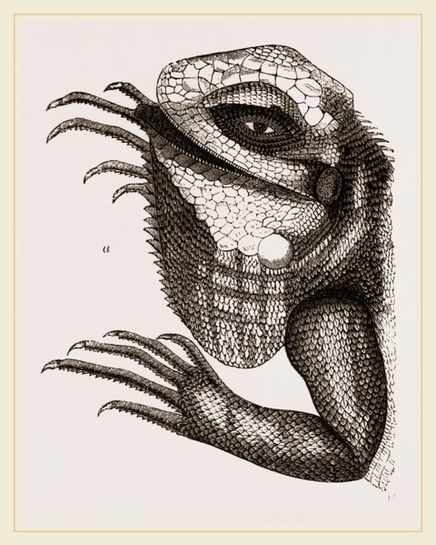 Head of Iguana