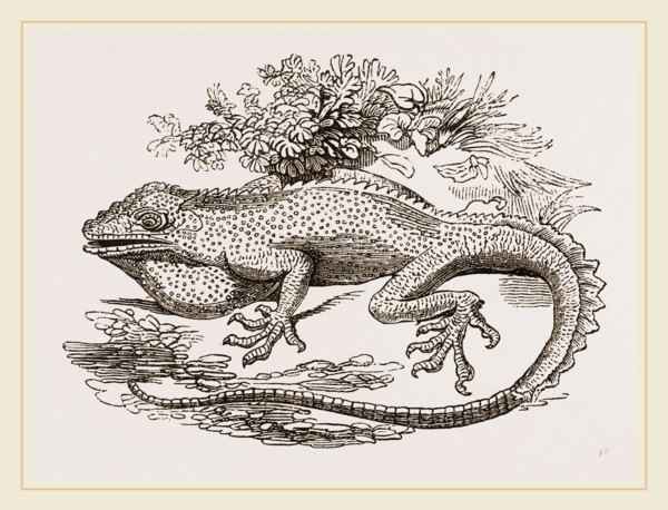 Great Crested Anolis