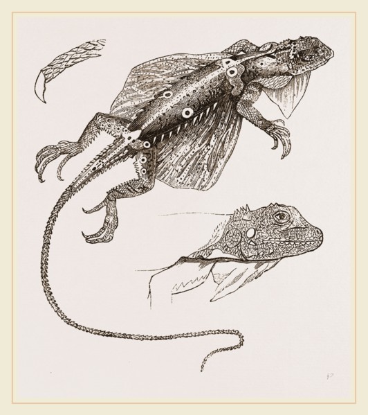 Fringed Dragon