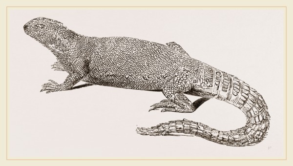Spine-footed Stellio