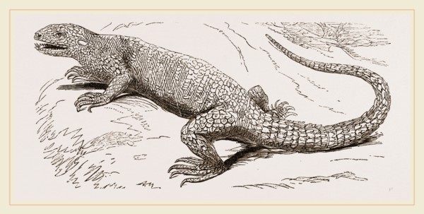 Common Stellio