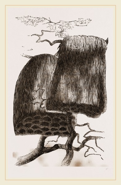 Nests of Sociable Weaver Birds