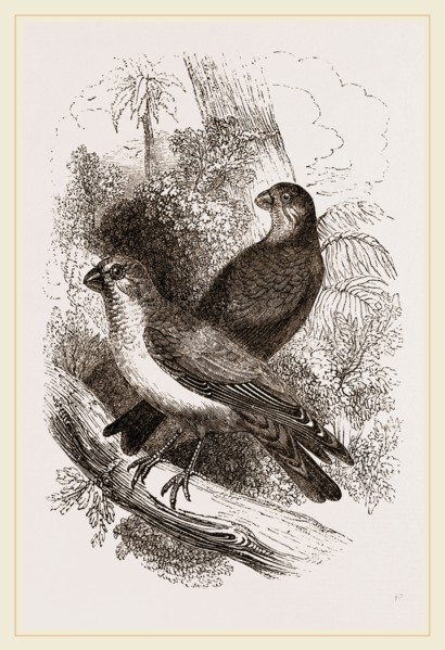 Thick-billed Bullfinches