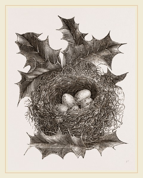Nest of Greenfinch