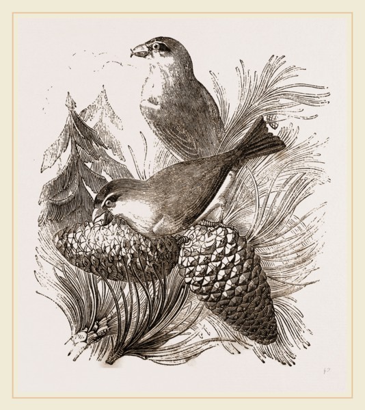 Crossbills