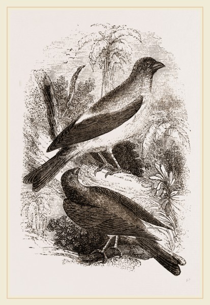 Arabian Bullfinches