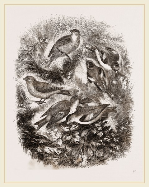 Group f Finches