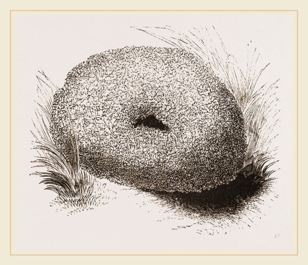 Nest of WaterOuzel