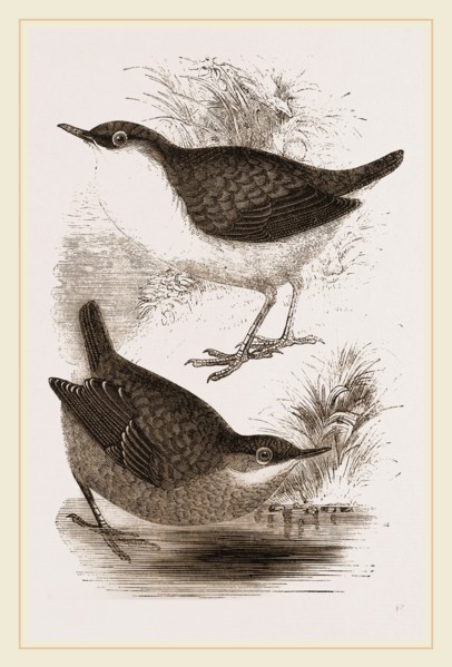 Water-Ouzels