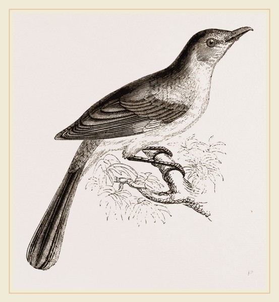 Mocking Bird