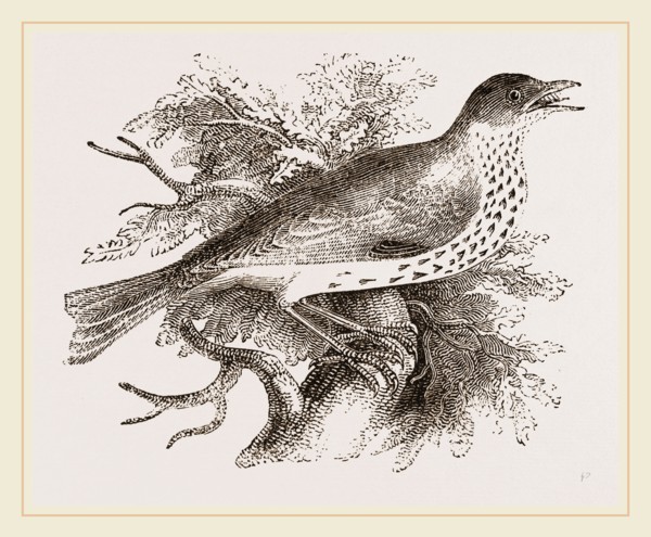 Wood-Thrush