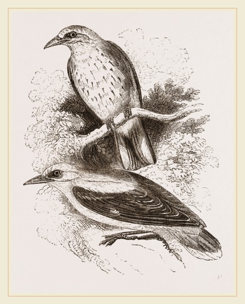 Golden Orioles