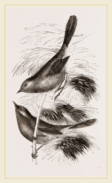 Dartford Warblers