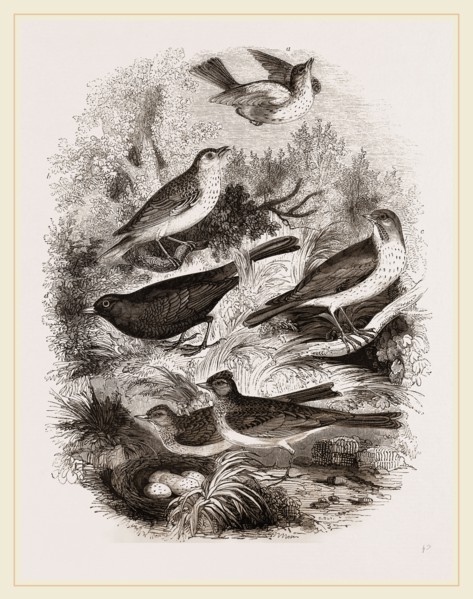 Group of British Birds