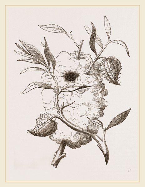 Nest of Capocier