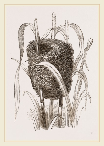 Nest attributed to Reed-Bunting