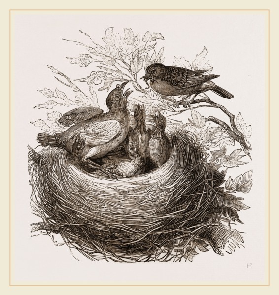Hedge-Sparrows and Cuckoo
