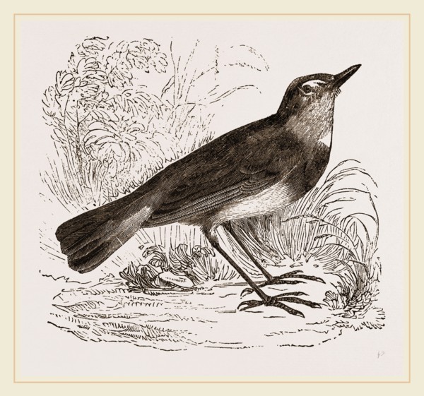 Blue-throated Redstart
