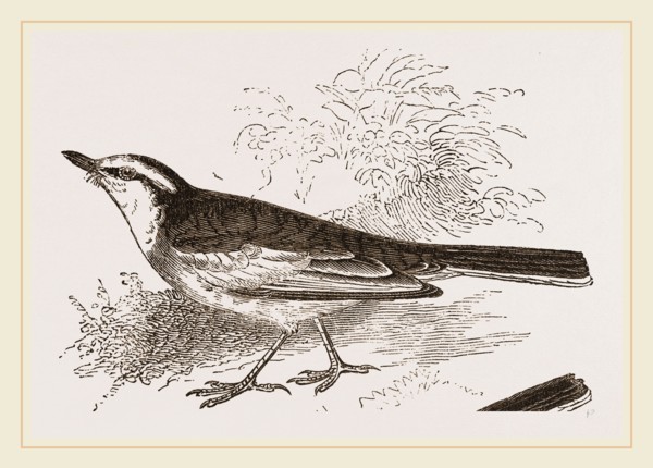 White-winged Wagtail