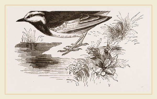 White-winged Wagtail