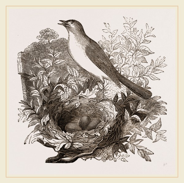 Nightingale